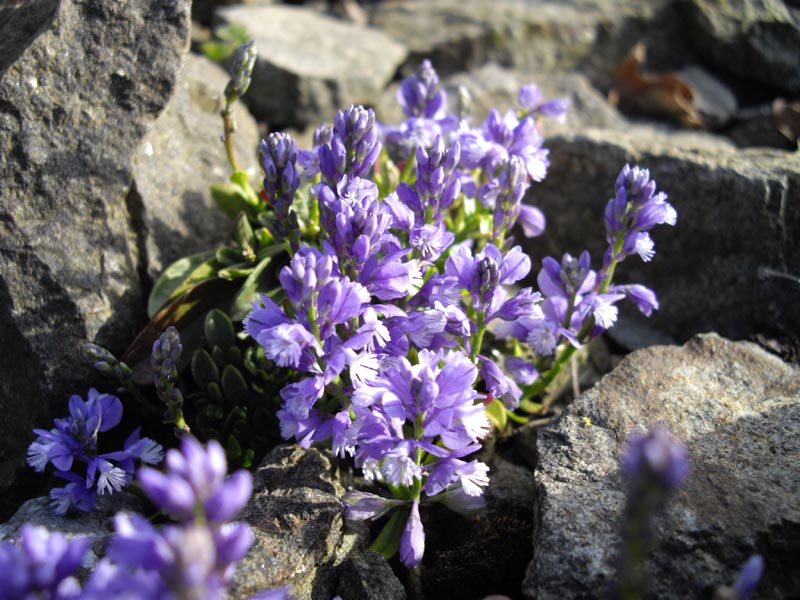 Polygala calcarea 'Bulleys Form' photo